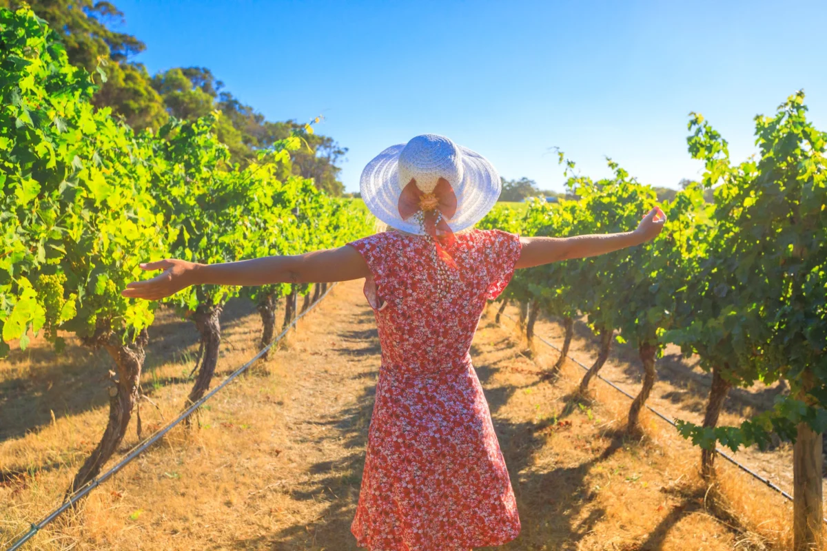 Australian Wine Industry Reeling as Albanese Government Axes AU$10 Million Tourism Grant