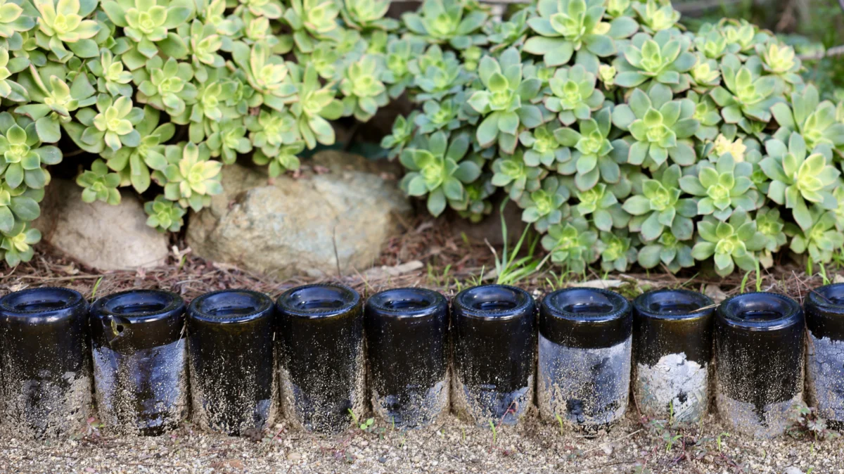 From Cellar to Soil: The Sustainable Evolution of Upcycled Wine Bottles in Modern Horticulture