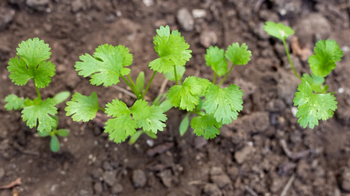 The Acidic Secret to Culinary Success: Cultivating Robust Cilantro Through Soil pH Optimization