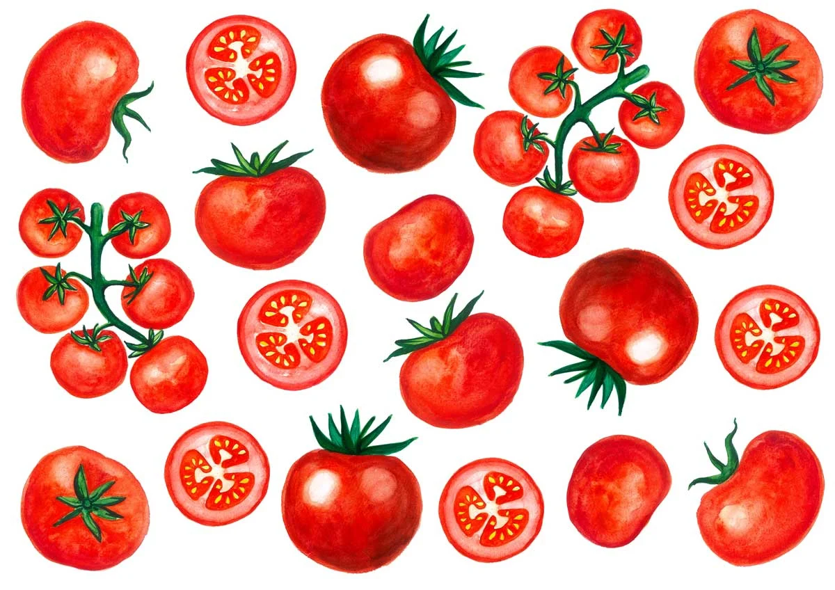 The Cultivation of a Culinary Icon: Navigating the Complexities of the Tomato, the Garden’s True Diva
