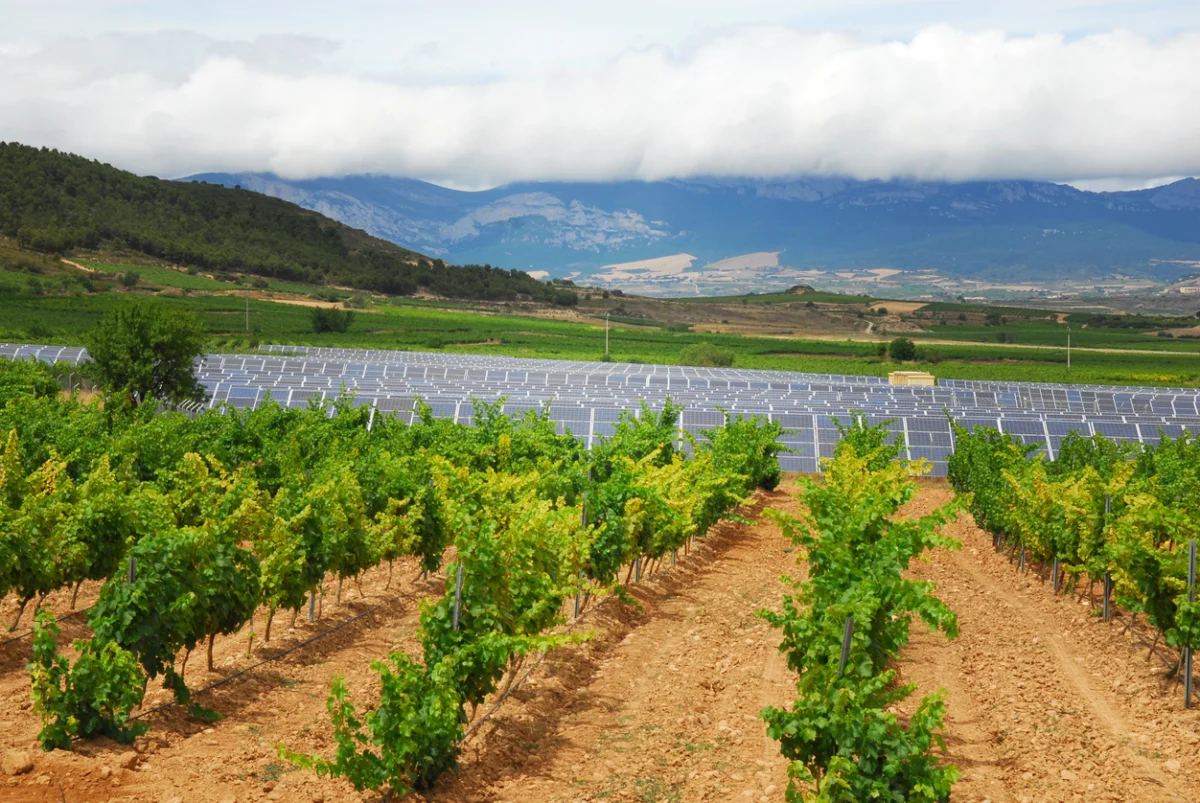 The Solar Shadow Over Zamora: Why Spain’s Ancient Vineyards Face an Existential Threat