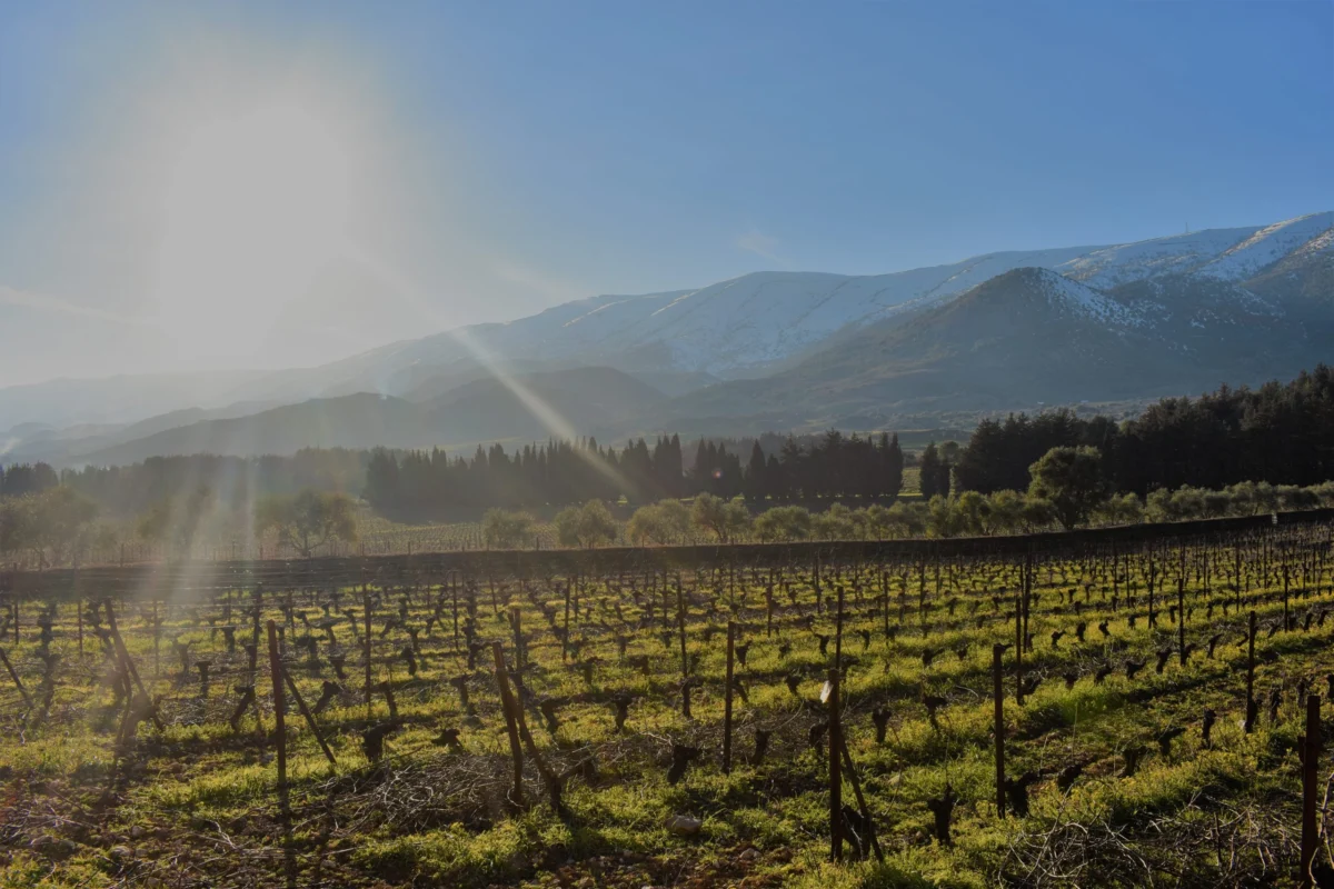 Viticulture Under Fire: The Indomitable Spirit of Chateau Musar and the Battle for Lebanese Wine