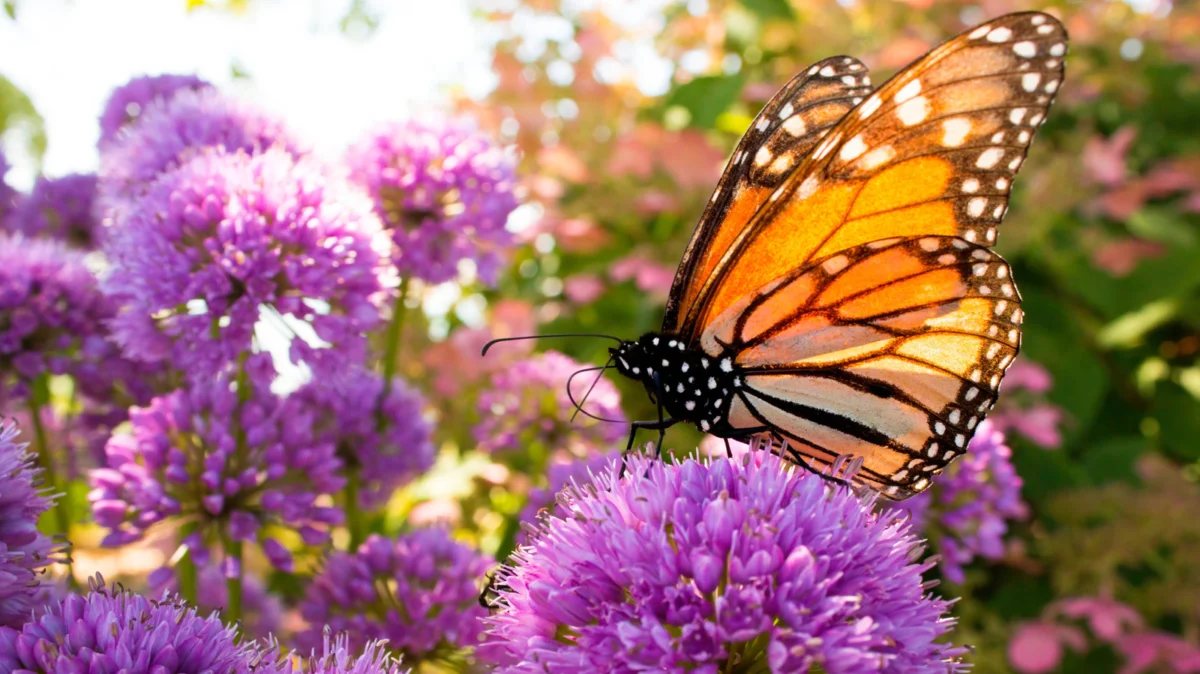 Beyond the Basil Patch: Why Thyme is Emerging as the Essential Cornerstone of the Modern Pollinator Garden