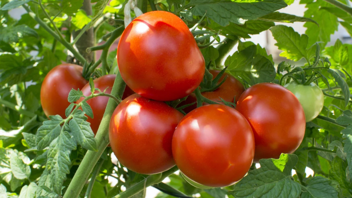 Beyond the Brew: Why Yogurt is the Probiotic Secret to a Bountiful Tomato Harvest