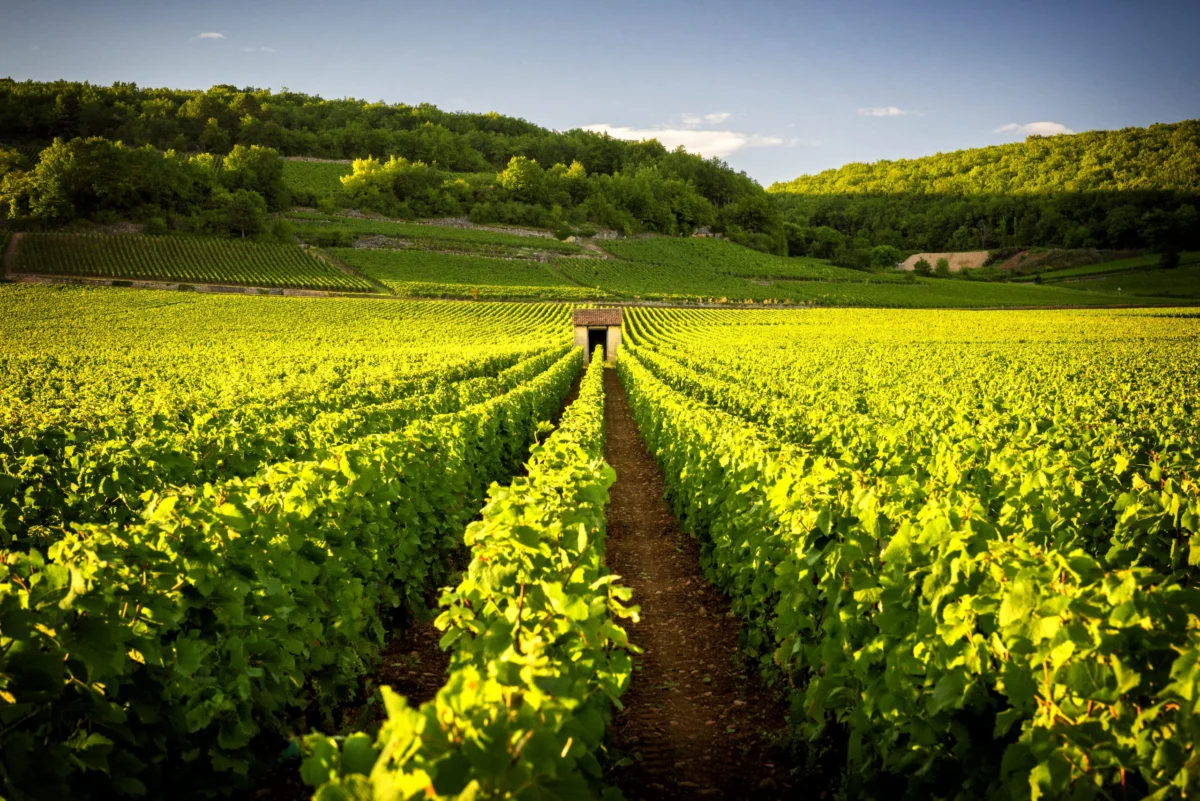Bordeaux Under Siege: Wildfires, Climate Crisis, and the Fragile Future of French Viticulture