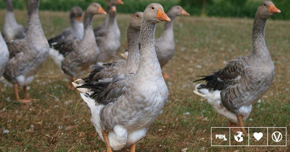 Brazil Joins Global Movement Against Animal Cruelty with Comprehensive Foie Gras Ban
