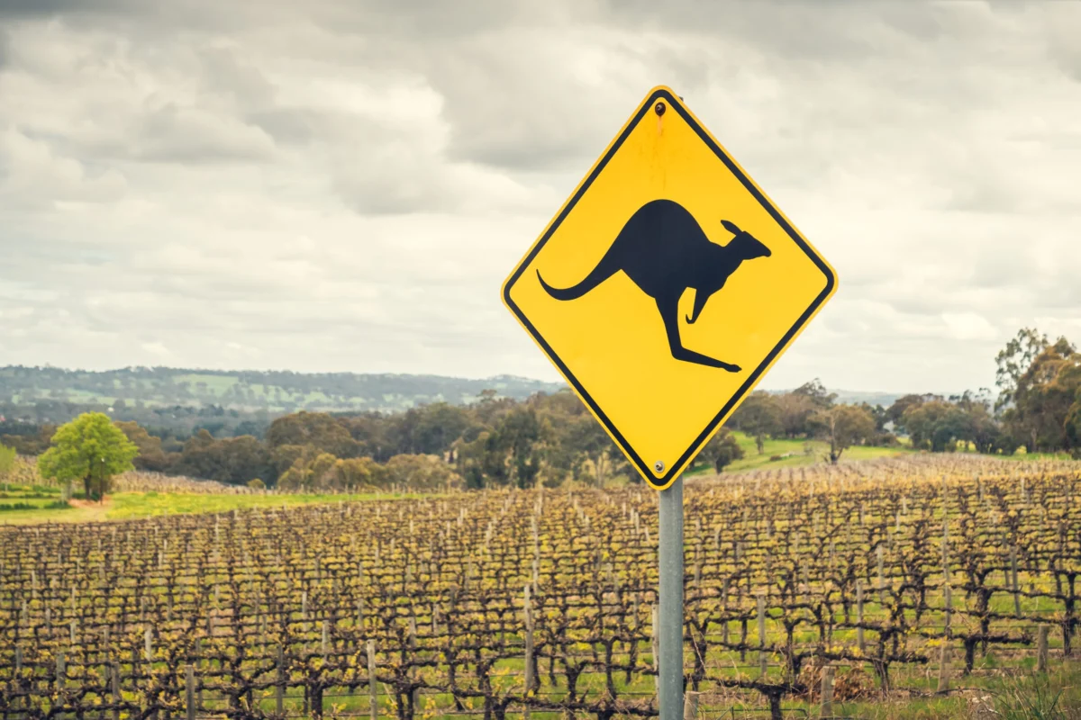 Crisis at the Vineyard: Australian Wine Exports Hit 20-Year Low Amid Global Consumption Slump