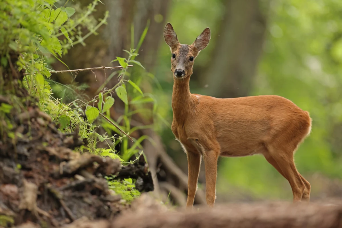 Cultivated Venison Breakthrough: MyriaMeat Pioneers Roe Deer Protein Production