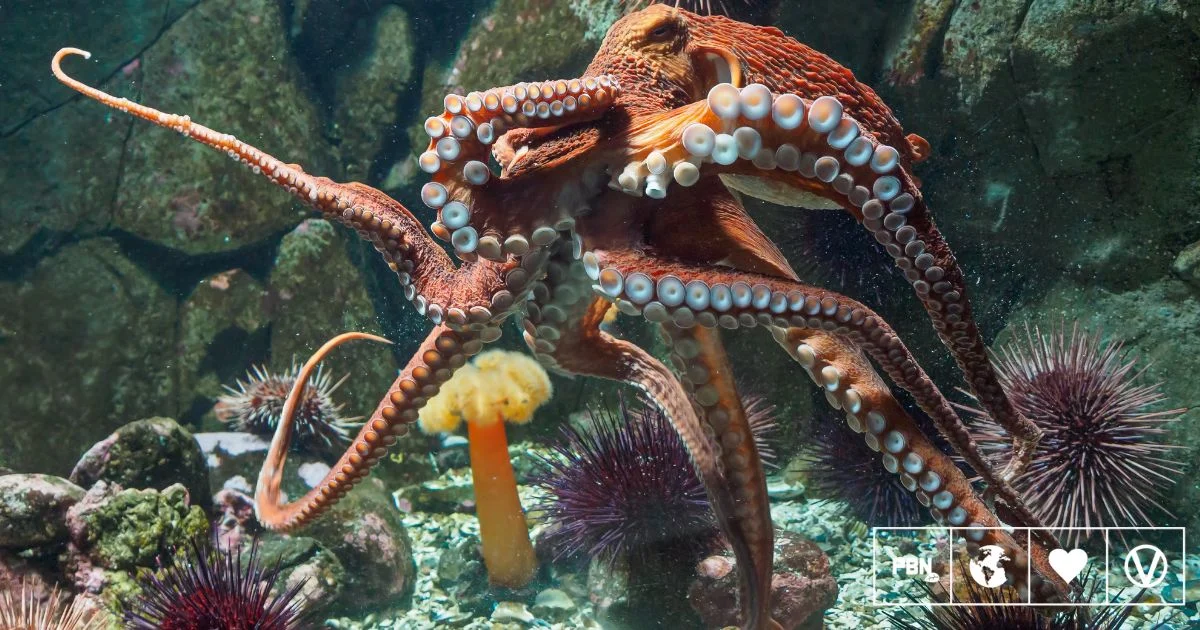 Global Outcry Halts World’s First Commercial Octopus Farm