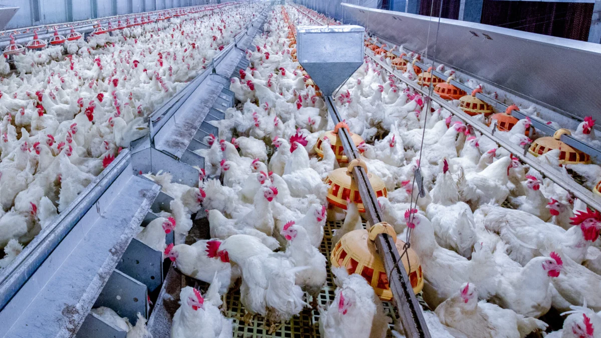 Millions of Broiler Chickens Perish in French Heatwave, Highlighting Intertwined Crises of Climate Change and Animal Agriculture