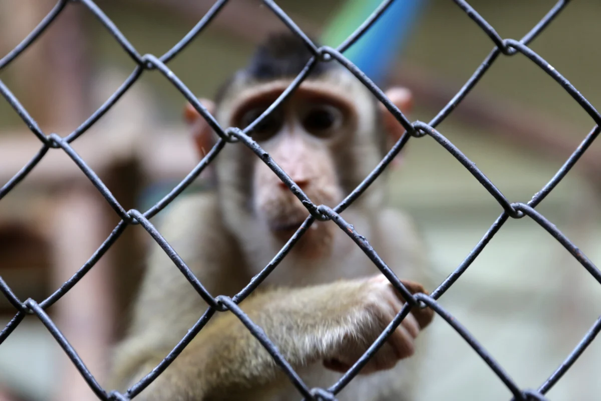 Parliamentarians Demand End to "Blind Approval" of Animal Testing Amidst Growing Ethical Concerns
