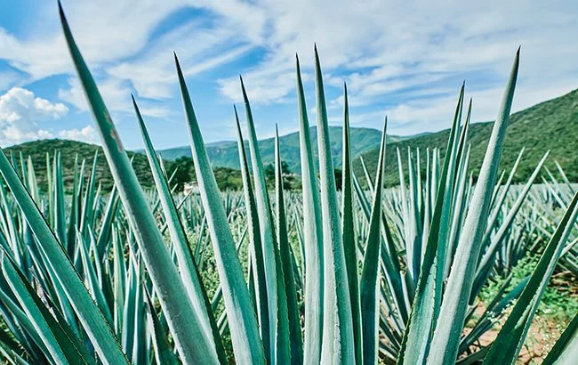 The Agave Evolution: Navigating the Bifurcation of the Global Tequila Market Toward 2030