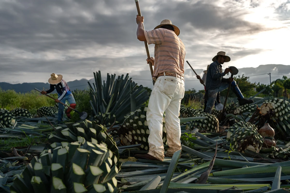 The Agave Gold Rush: Premium Tequila Emerges as the New Frontier of Alternative Investments