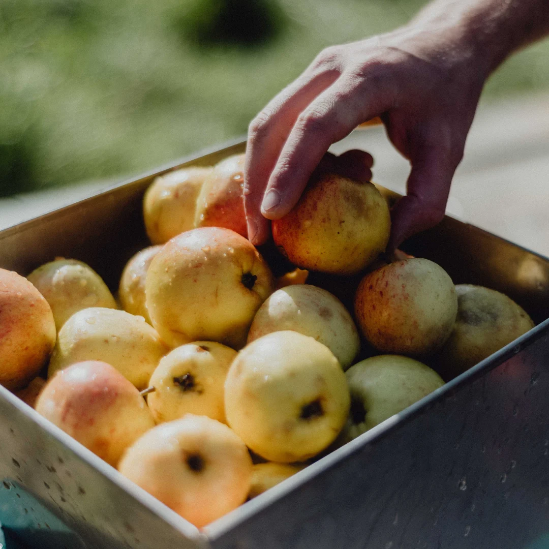 The Battle for the British Orchard: Campaigners Demand End to ‘Industrial’ 35% Juice Cider