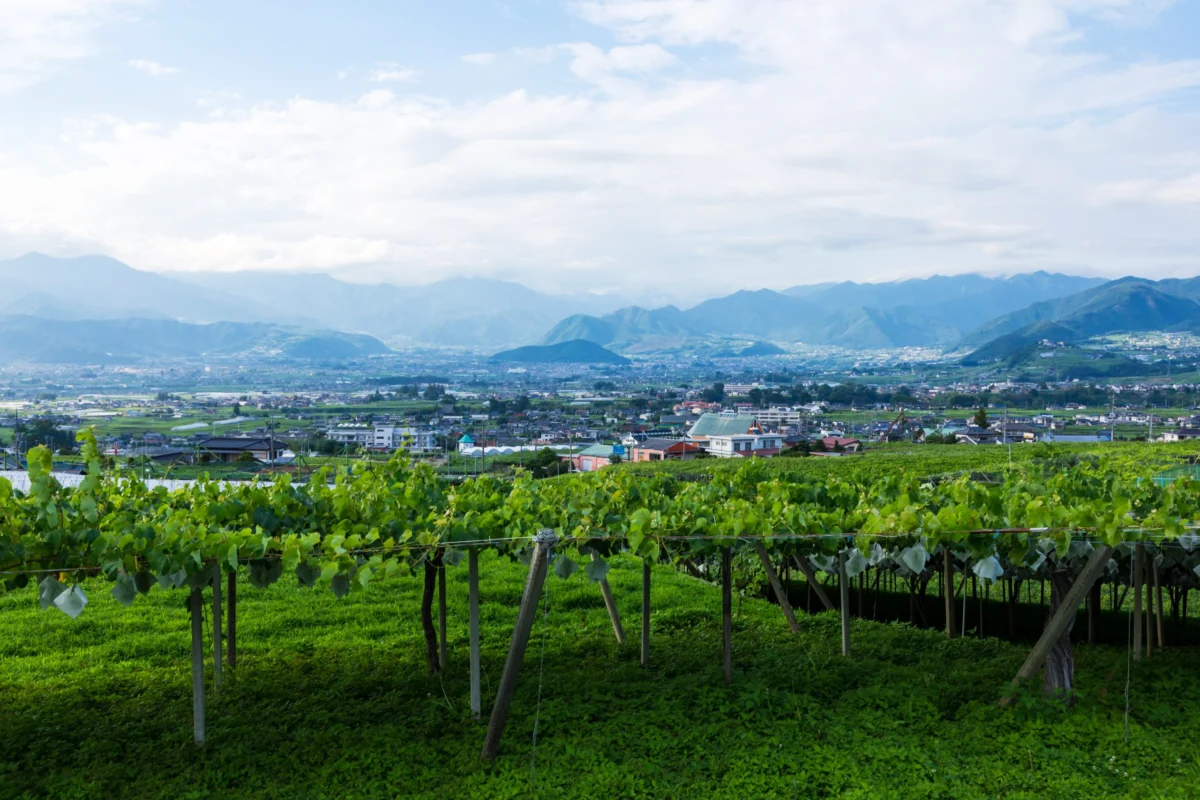 The Golden Paradox: Deciphering the Value of Global Accolades for Japan’s Boutique Wineries