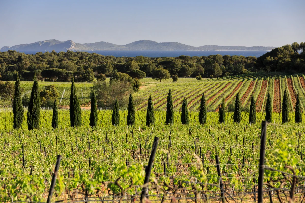 The Renaissance of Provençal Excellence: How Château Sainte Marguerite Redefined the Gastronomic Rosé