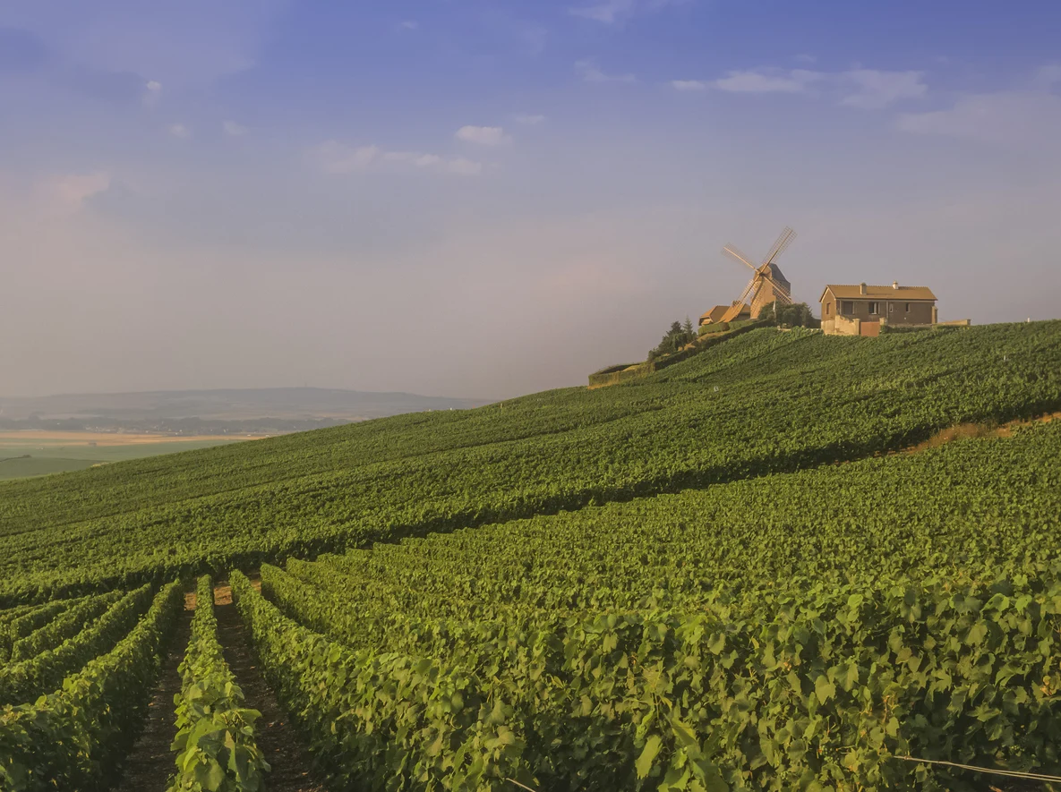 The Scorched Vine: France Braces for Record-Early Harvest Amidst Severe Drought and Heat