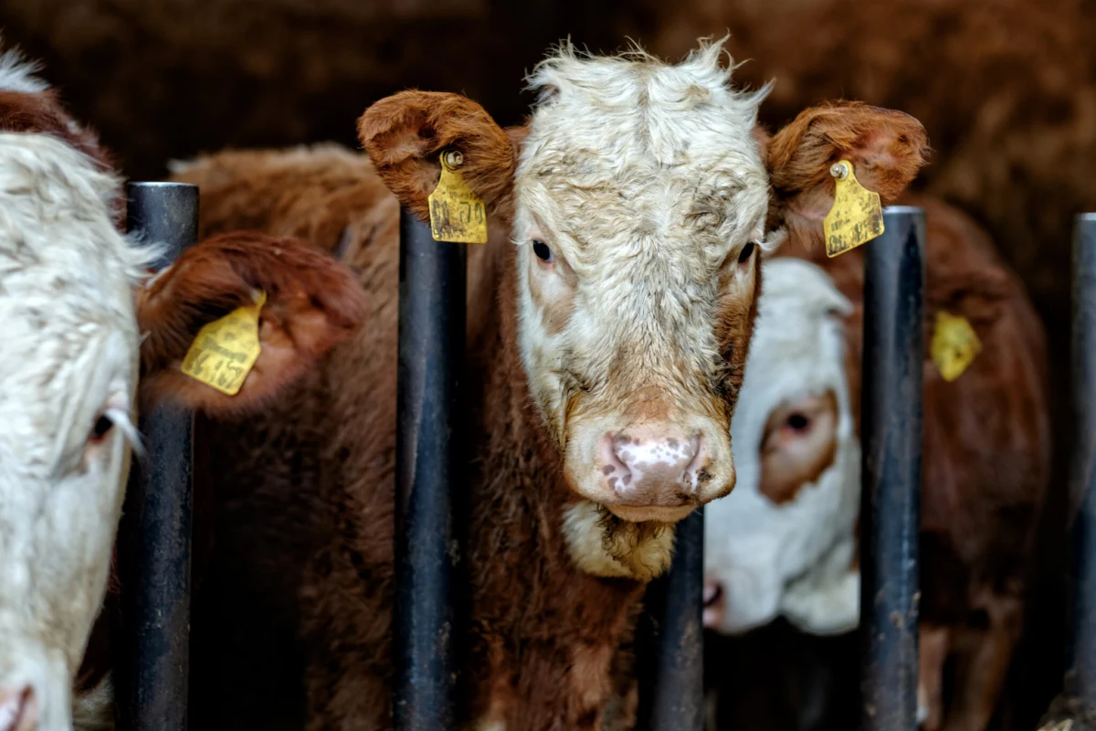 The Widening Chasm: Regenerative Agriculture Promises Outstrip Corporate Reality, Investor Network Warns