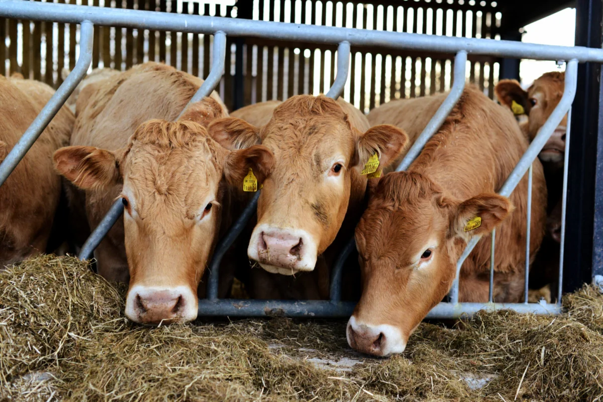 UK’s Farming Roadmap 2050: A Pivot Towards Sustainable Crops Amidst Industry Challenges