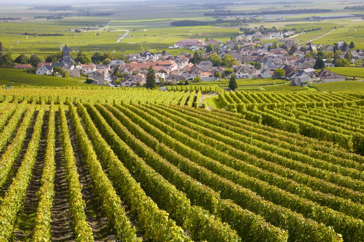 A Historic Precociousness: Burgundy’s 2026 Crémant Harvest Shatters Records Amid Climate Shifts