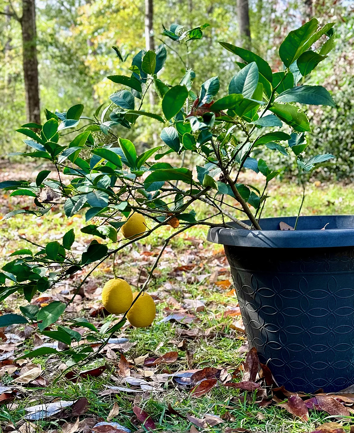 A Sweet Surprise: The Resilient Lemon Tree Inspires a Deliciously Dairy-Free Drizzle Cake