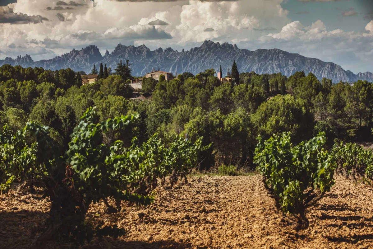 Cava: A Tapestry of Terroir, Tradition, and Time in Mediterranean Europe