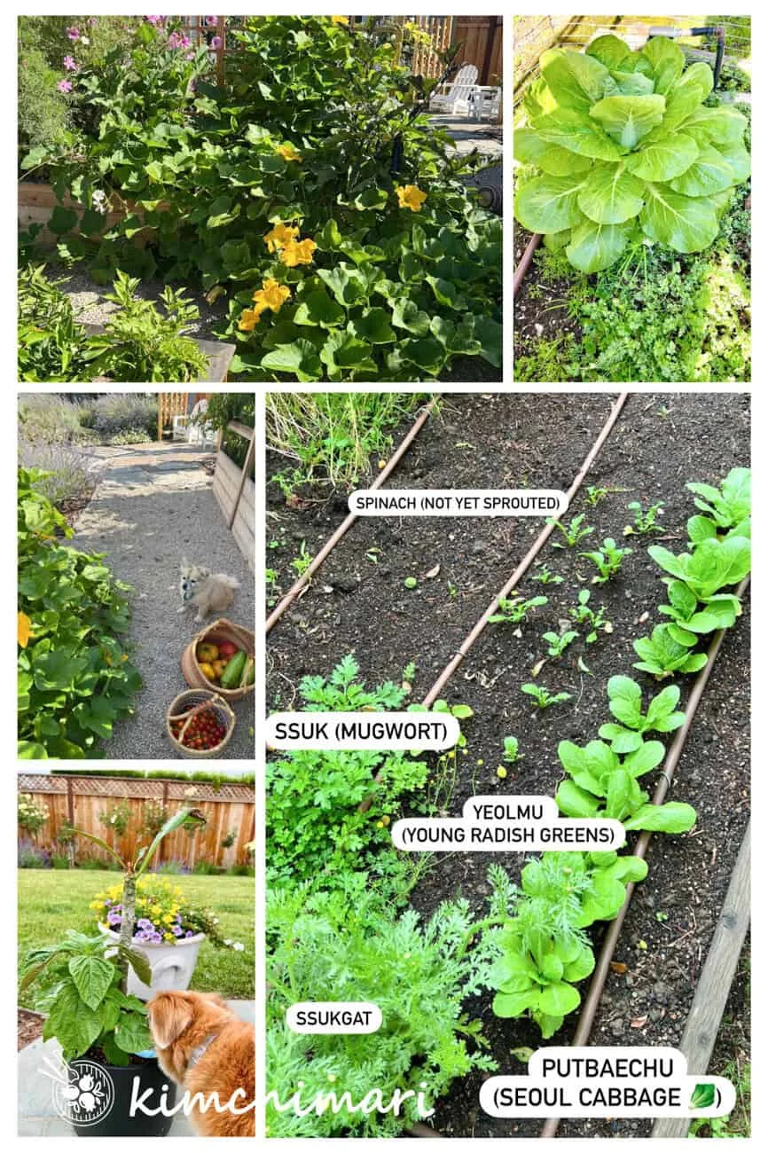Cultivating Korea: Beyond the Familiar – A Deep Dive into 18 Essential Korean Vegetables for the Home Garden