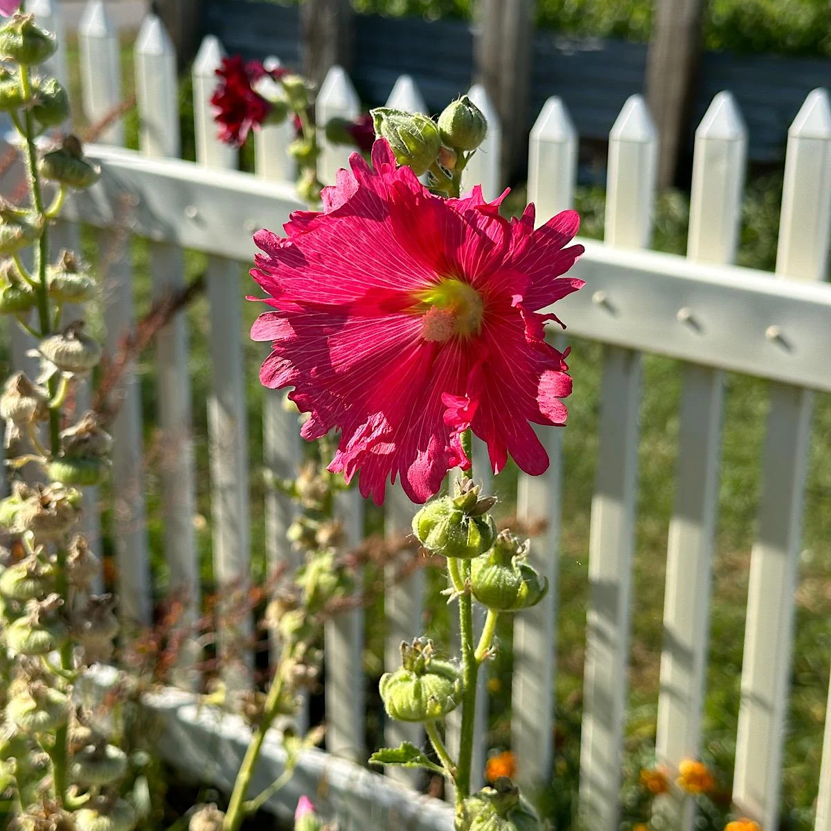 Cultivating Synergy: The Definitive Guide to Companion Planting for Bountiful Tomatoes