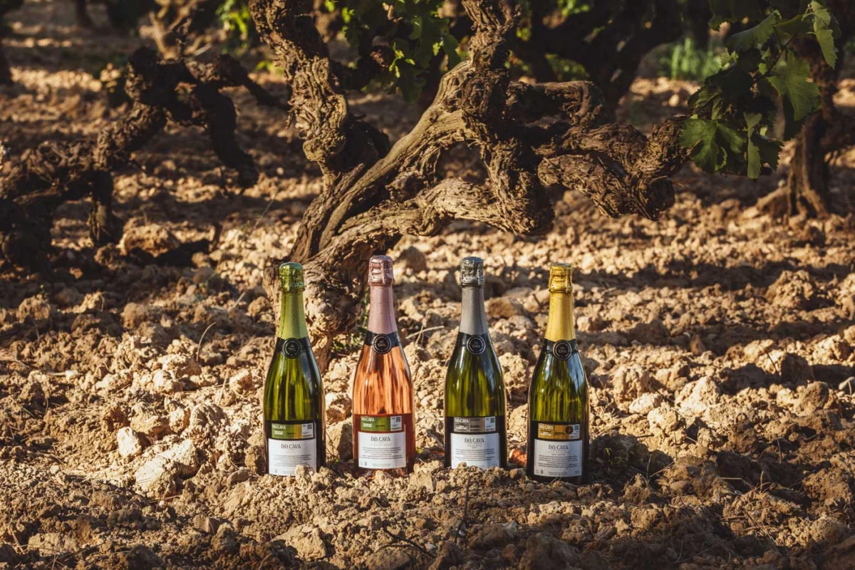 D.O. Cava: A Sparkling Legacy Perfected by Time and Terroir