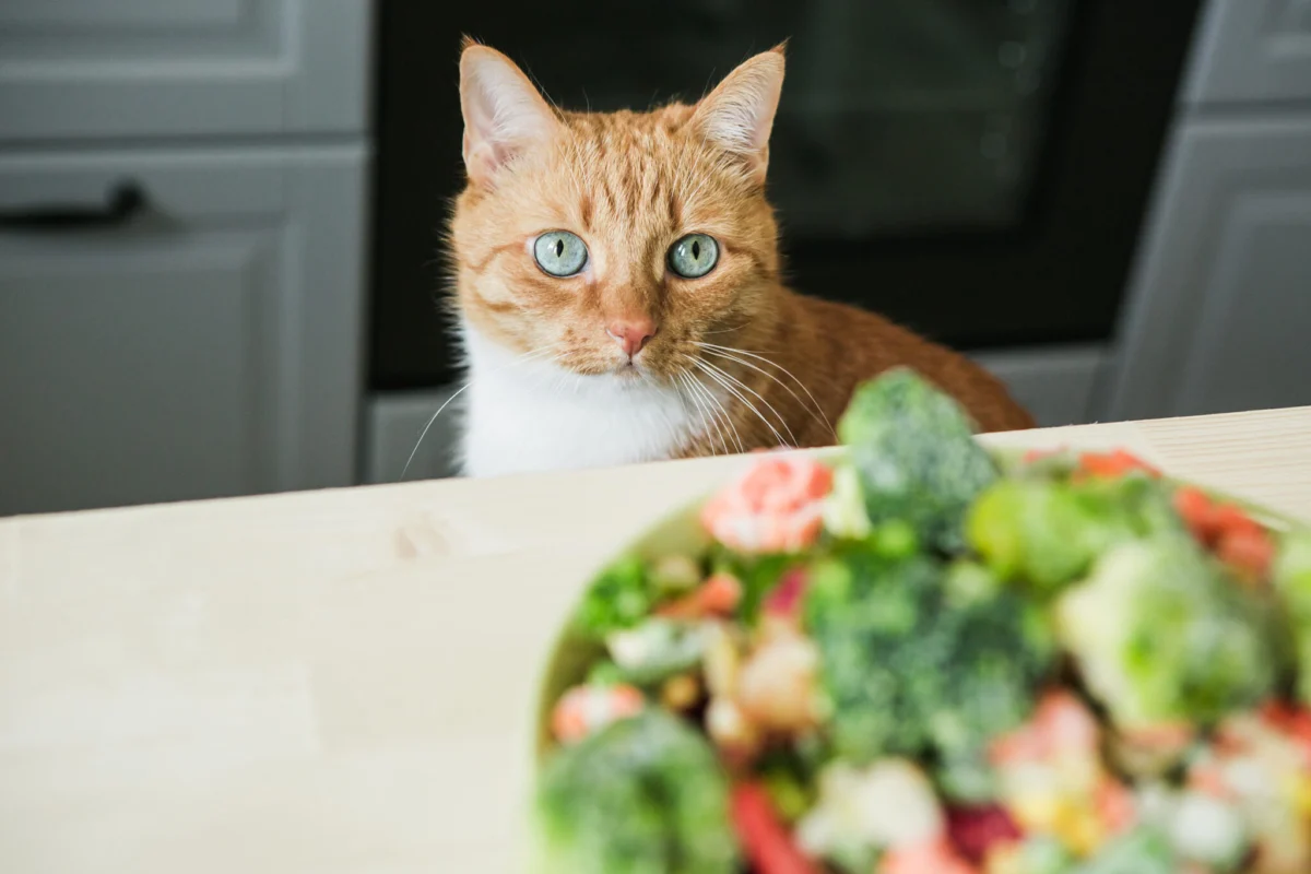 Groundbreaking Global Study Seeks Cat Owners to Unravel the Mysteries of Feline Nutrition