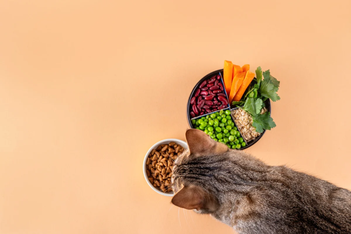 Landmark Study Reveals Nutritionally Sound Vegan and Vegetarian Diets Highly Digestible for Dogs and Cats, Offering Significant Environmental Benefits