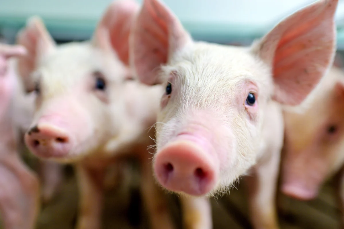 Revolutionizing Biology Education: PETA Unveils Lifelike Silicone Fetal Pig to End Cruel Dissections