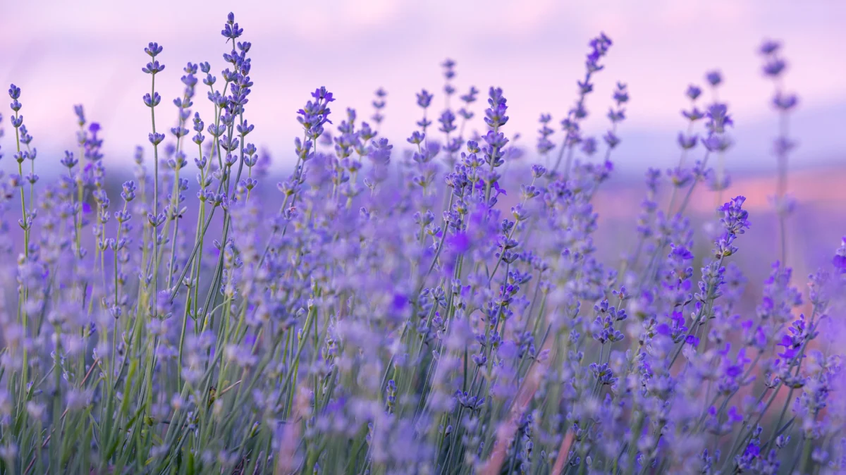 The Aromatic Shield: Why Lavender is the Essential Companion for Productive Orchards