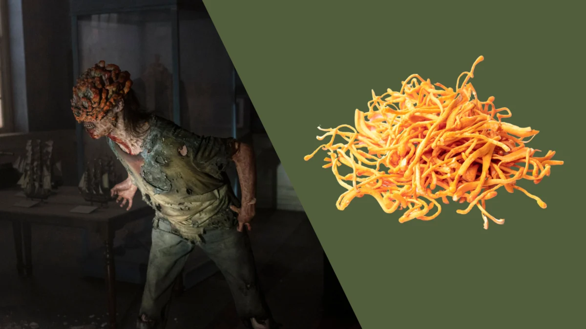 The Cordyceps Conundrum: From Hollywood Horror to Nutritional Powerhouse