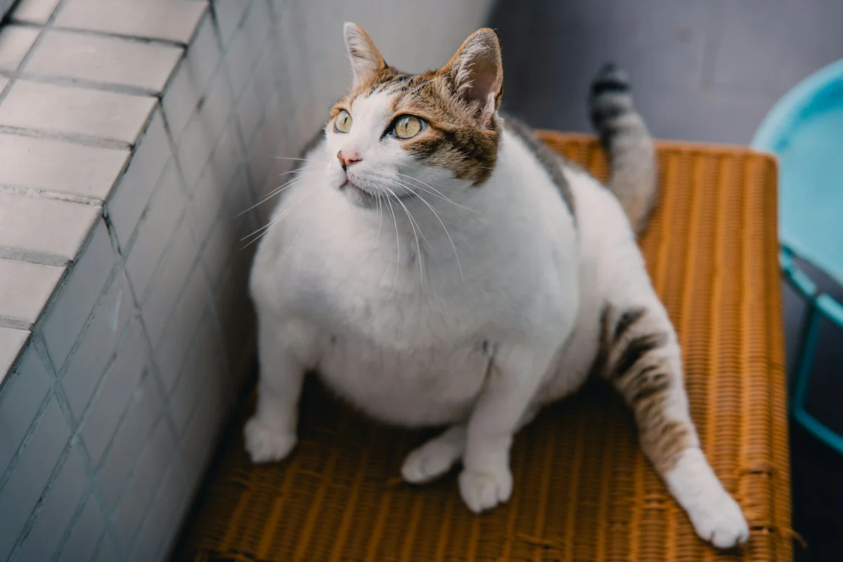 The Price of Wellness: Navigating the Complex Landscape of Modern Obesity Pharmacotherapy