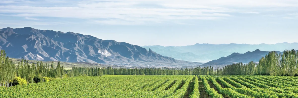 The Red Dragon’s Vintage: How China is Redefining Luxury on the Fine Wine Stage
