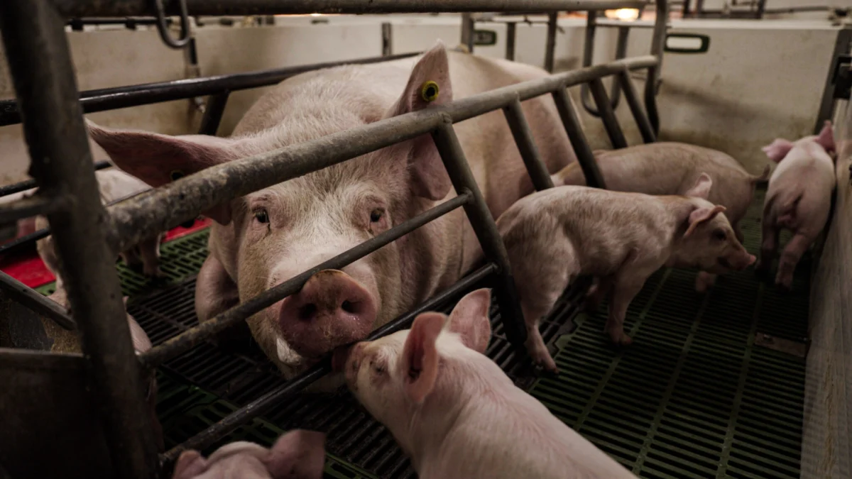 Activist’s Grueling Protest in Farrowing Crate Highlights Industrial Farming Cruelty