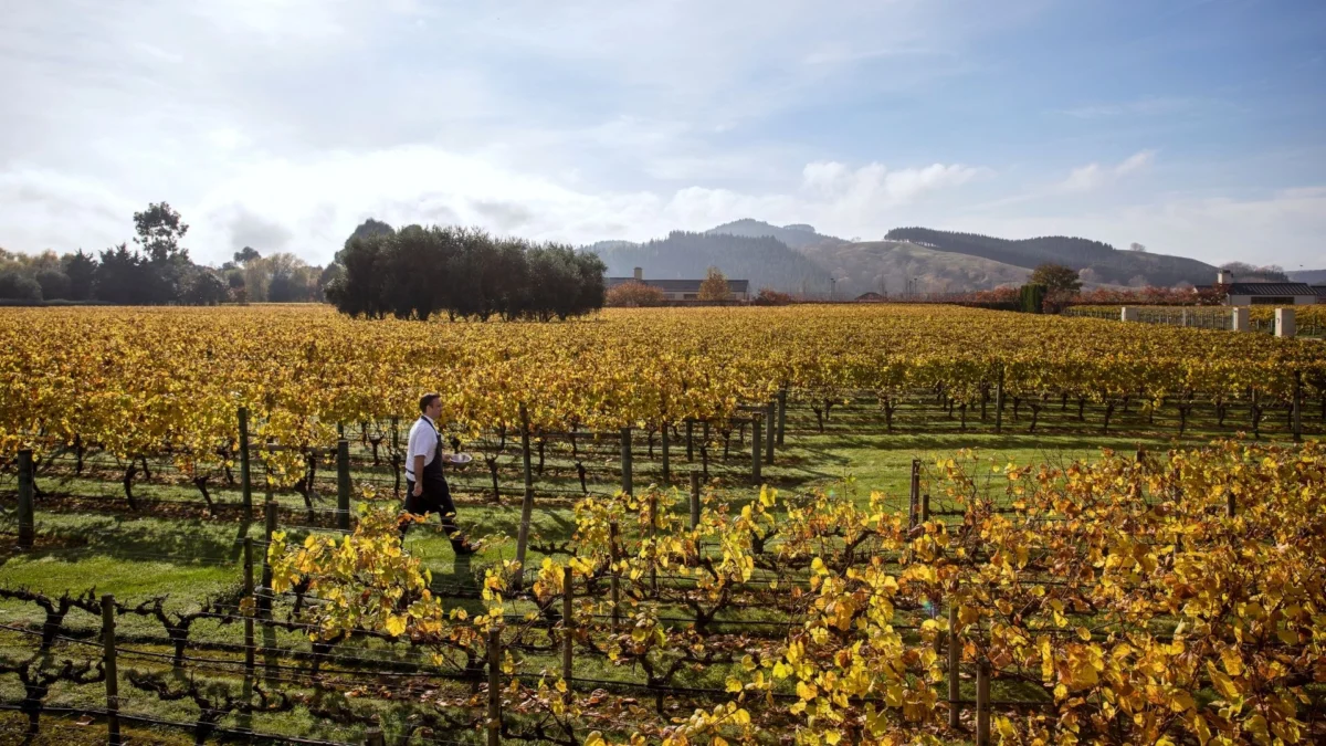 Beyond the Plate: Aotearoa New Zealand’s Culinary Journey of Connection and Provenance