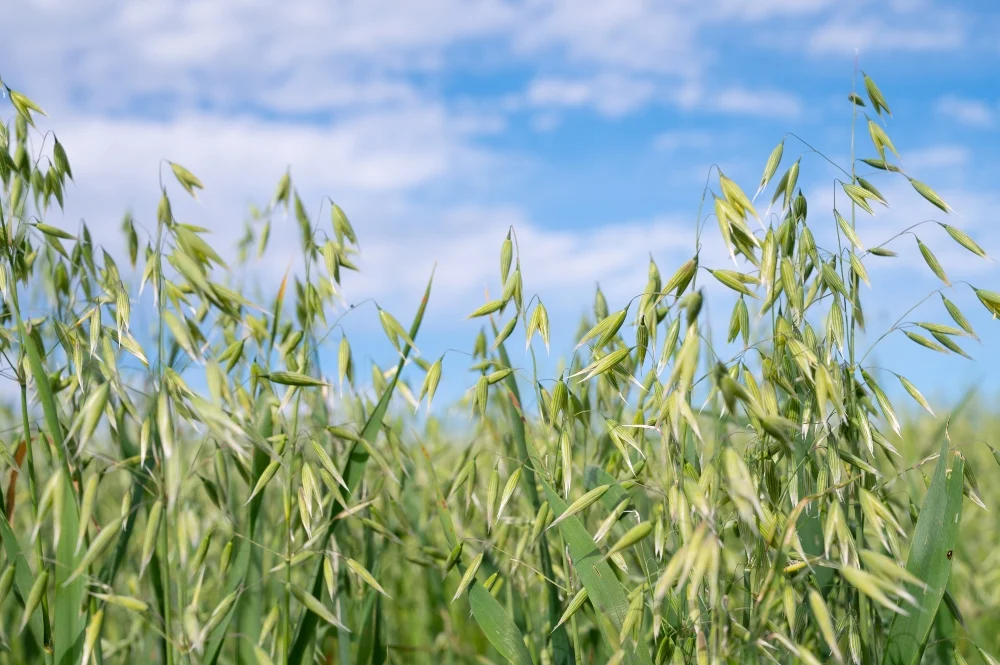The Great Oatmeal Debate: Separating Science from Social Media Scaremongering