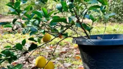 A Zest for Life: Vegan Lemon Drizzle Cake Emerges from a Quiet Period, Offering Sweetness and Resilience