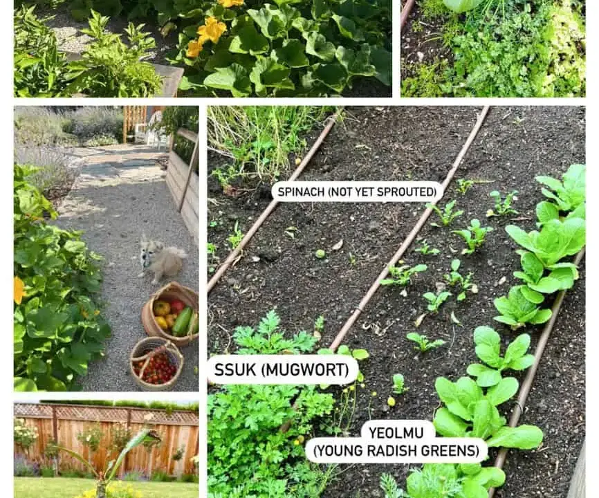 Beyond the Familiar: A Gardener’s Deep Dive into 18 Essential Korean Vegetables for Home Cultivation