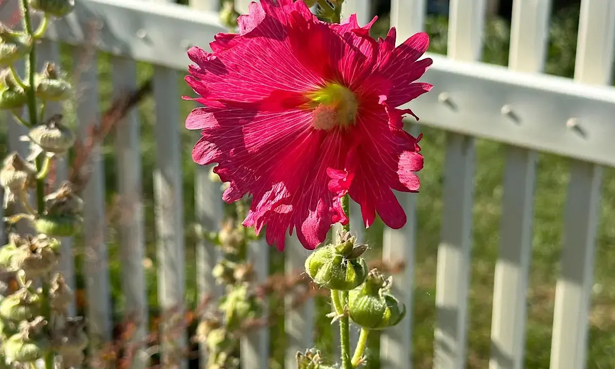 Cultivating Success: The Art and Science of Tomato Companion Planting