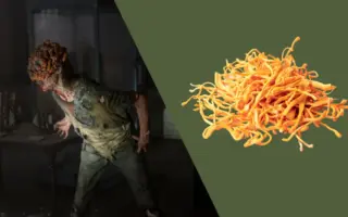 The Science of Survival: Decoding the Reality and Rituals of the Cordyceps Fungus