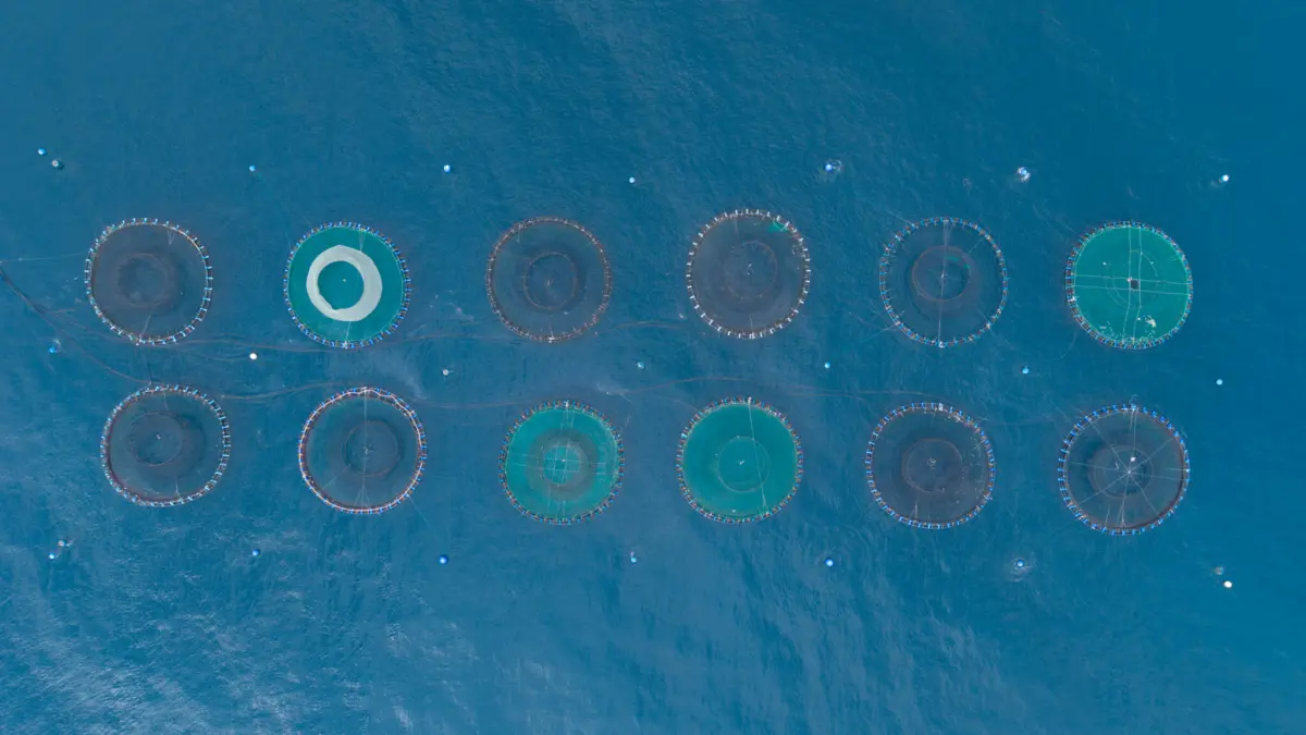 Unveiling the Dark Side of Scotland’s Salmon: "Gaslit" Documentary Exposes Industry’s Hidden Abuses